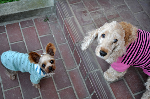 dogs420_ms