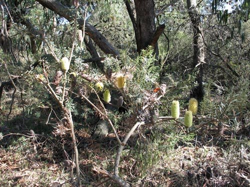 banksia11a