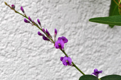 hardenbergia505_ms