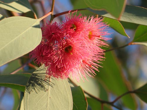 eucalyptus1208_ms