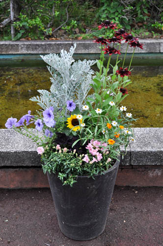 u*a様 人気♡パルプンテ♡極キレイパープル 2苗♡寄せ植え♡カゴ付き(幅３０セ 寄せ植えのメンテやら : Alex's Garden Party♪