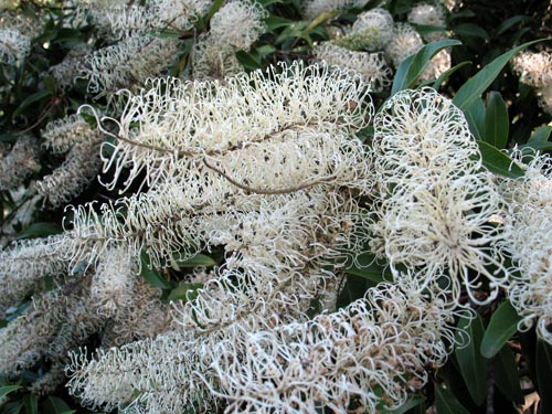 Buckinghamia_celsissima
