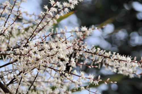 cordyline512dms