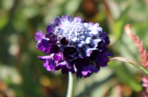 Primula capitata ssp. mooreana910ms
