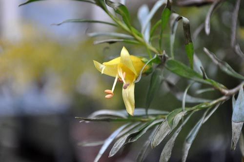 Eremophila maculata209_ms