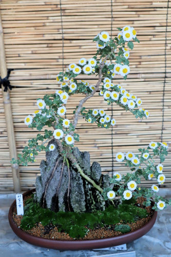 驚異の小菊盆栽 : Alex's Garden Party♪ 驚異の小菊盆栽 : Alex's Garden Party♪
