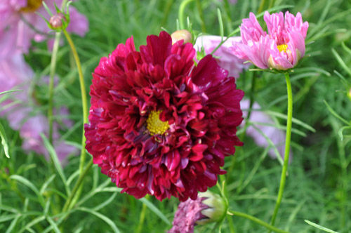 redcosmos621_ms