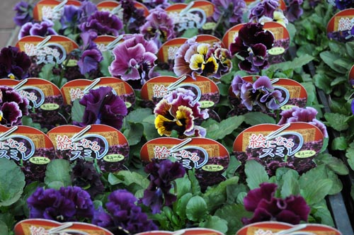 pansy1125_ms