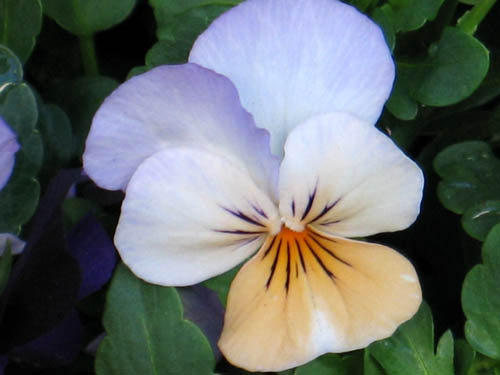 viola1116b