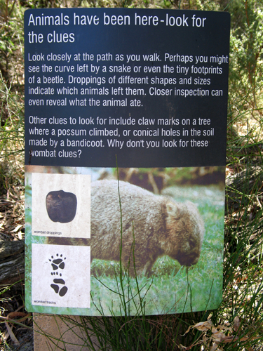 animal