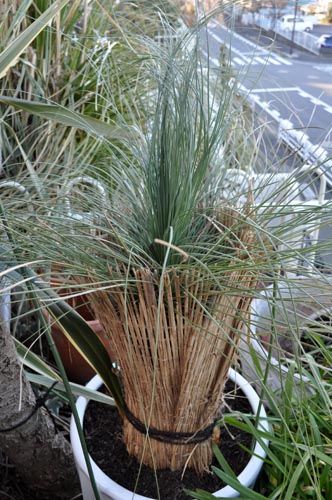 grasstree202_ms