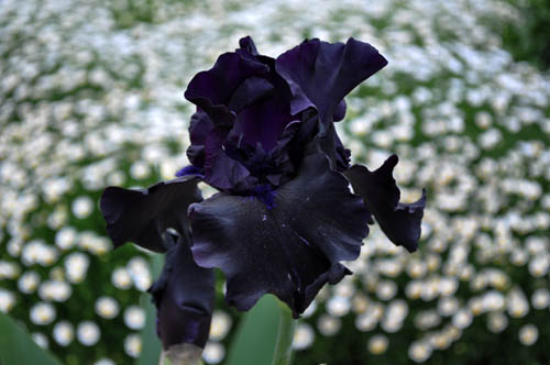 122）黒花・・ジャーマンアイリス : Alex's Garden Party♪