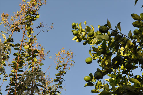 lemon917_ms