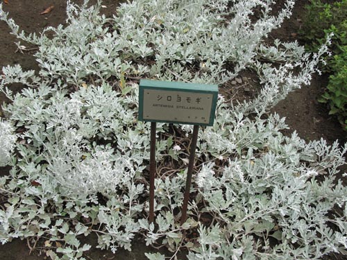 shiroyomog