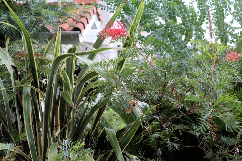 grevillea911ms