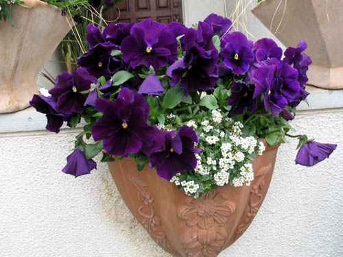 pansy326