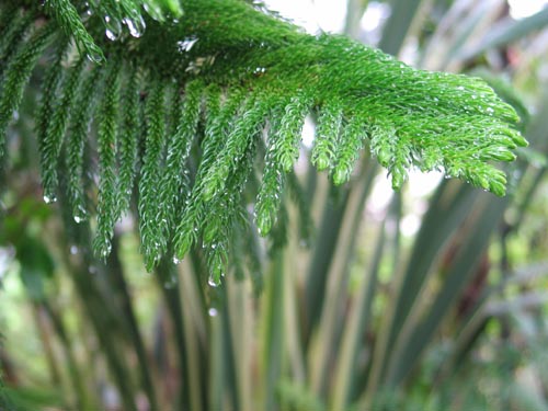 Araucaria915a