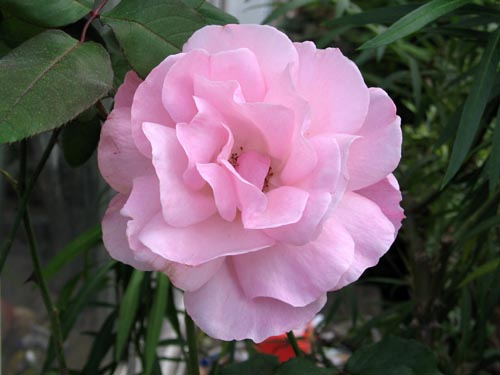 rose1115