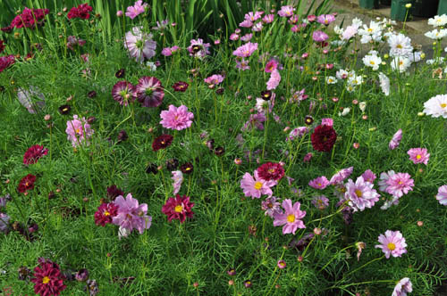 cosmos621c_ms