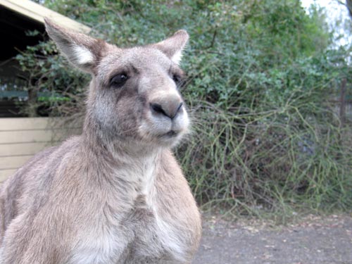 kangaroo3