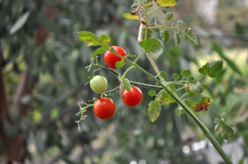 tomato903c_ms