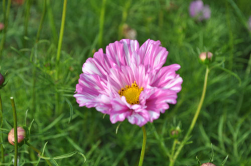 cosmos621b_ms