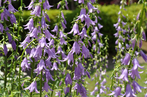 Adenophora hybrida 'Amethyst'604b_ms