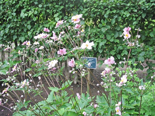 kifune