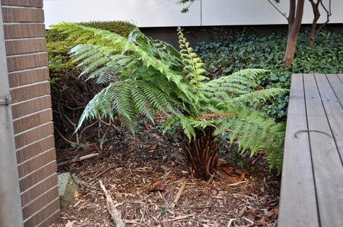 fern202_ms