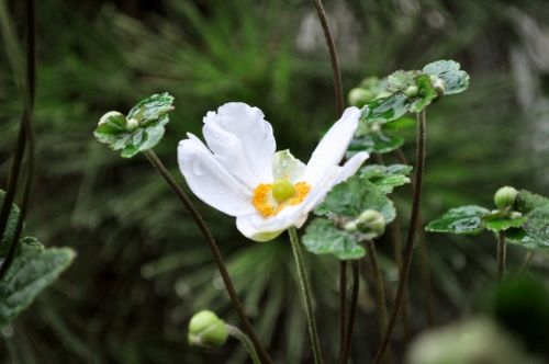 shuumeishiro925 (500x332)