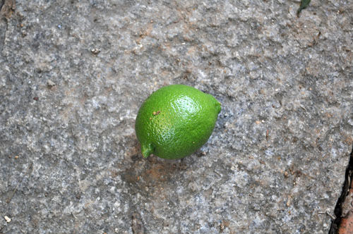 lemon917b_ms