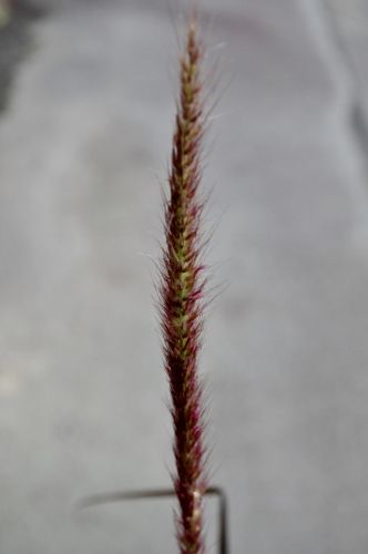 fire928 (332x500)