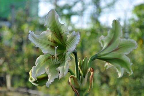 Amaryllis915a_ms