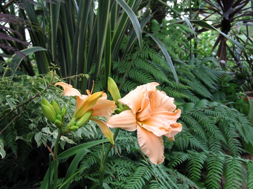 daylily5