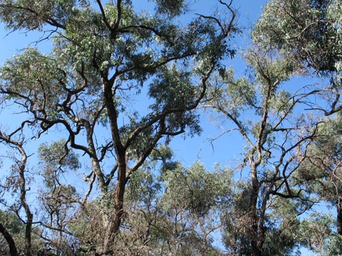 eucalyptus