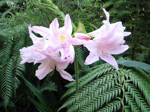 daylily8