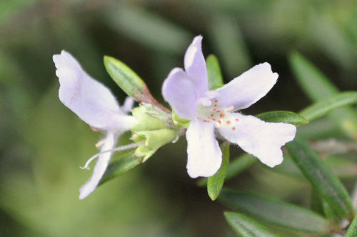 westrongia513bms