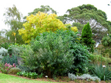 garden6