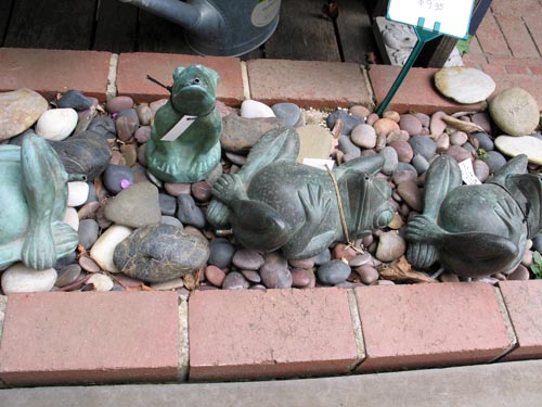 frogs913_ms