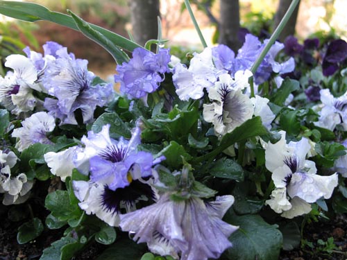 pansy305