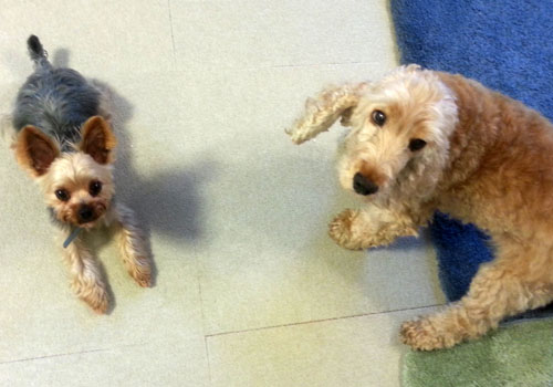 dogs625_ms
