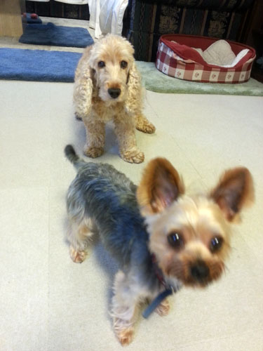 dogs626_ms