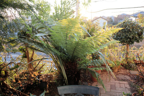 fern111ms