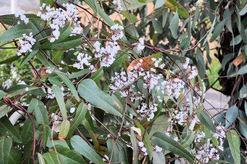 hardenbergia401ms