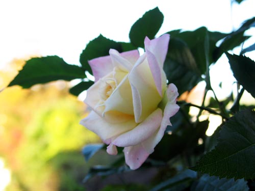 rose1119a