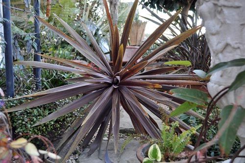 cordyline202_ms