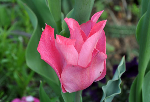 tulip417_ms