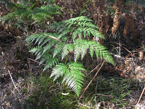 fern11