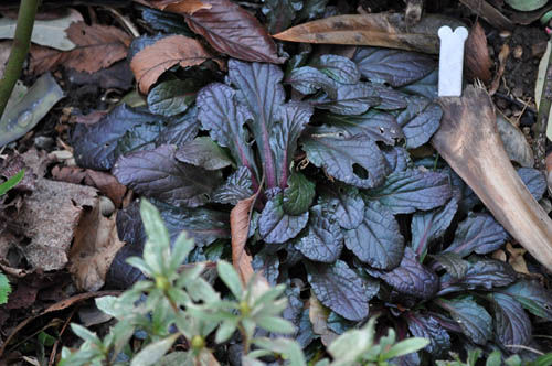ajuga210_ms