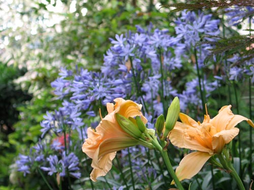 daylily2
